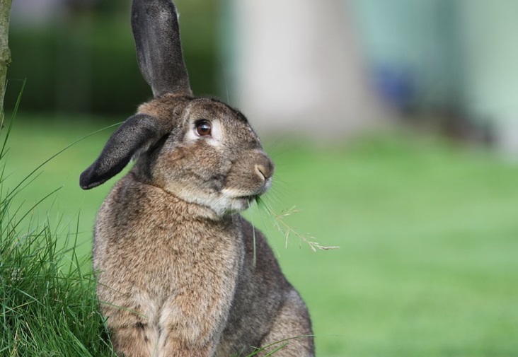 El conejo fue declarado por primera vez como especie “en peligro de extinción”
