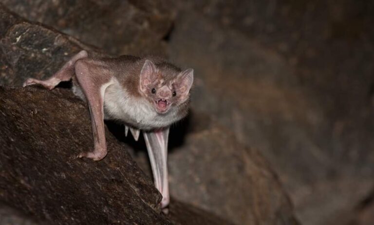 Confirman noveno caso de murciélago con rabia en Los Ríos