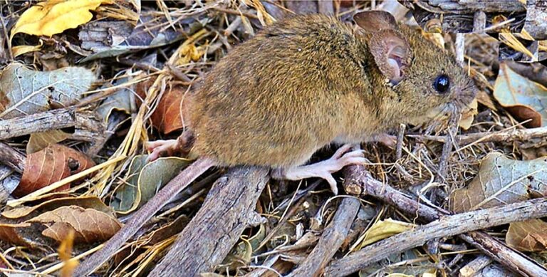 En Los Ríos: Confirman nuevo contagio de HantaVirus
