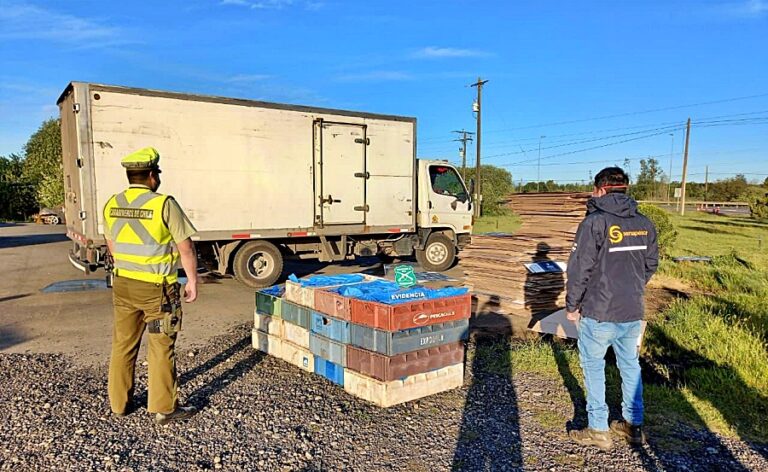 Donan 785 kilos de congrio dorado tras decomiso en control carretero