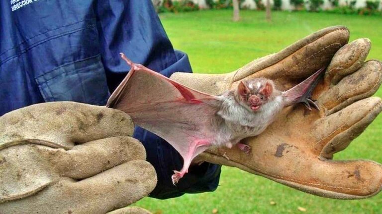 Seremi de Salud Los Ríos confirma décimo caso positivo a rabia en murciélago